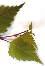 MSA BETULA VERRUCOSA 50 ML - Antica Farmacia Ferrari