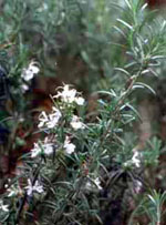 MSA ROSMARINUS OFFIC 50 ML - Oltrefarma