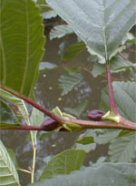MSA ALNUS GLUTINOSA 50 ML - Antica Farmacia Ferrari