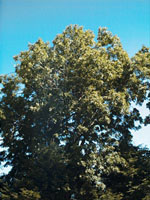 MSA FRAXINUS EXCELSIOR 50 ML - Antica Farmacia Ferrari