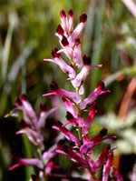 TSA FUMARIA OFFICINALIS 50 ML - Antica Farmacia Ferrari