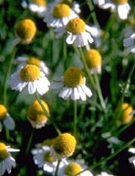 TSA MATRICARIA CHAMOMILLA 50 ML - Antica Farmacia Ferrari