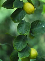 MSA CITRUS LIMONUM 50 ML - Antica Farmacia Ferrari