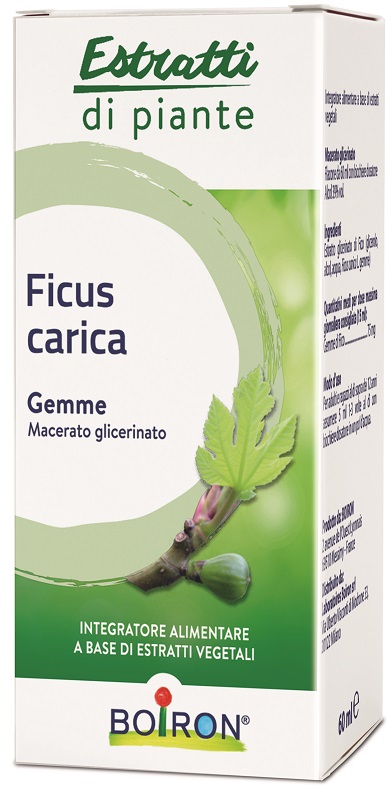 FICUS CARICA GEMME MACERATO GLICERINATO 60 ML INT - Antica Farmacia Ferrari